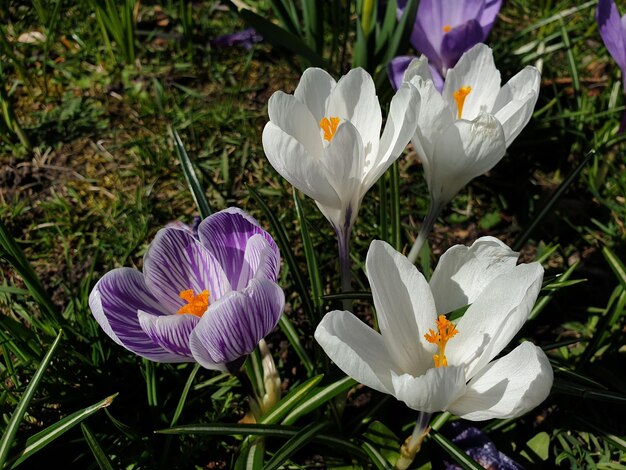 Photo close-up of white crocus flowers on field