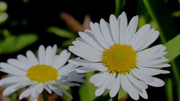 Close-up of white daisy blooming outdoors