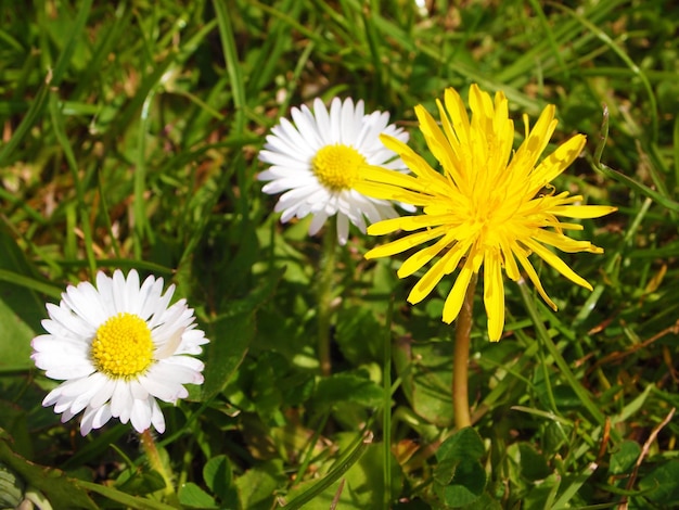 Close-up of white daisy blooming outdoors