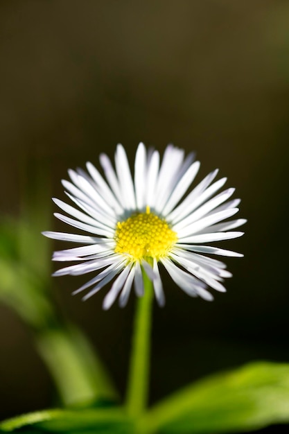 Close-up of white daisy flower against black background