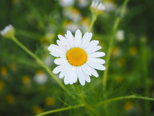 Close-up of white daisy flower