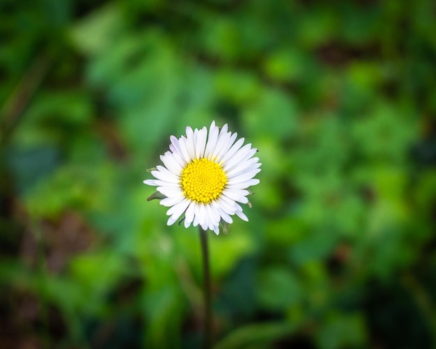 Close-up of white daisy flower