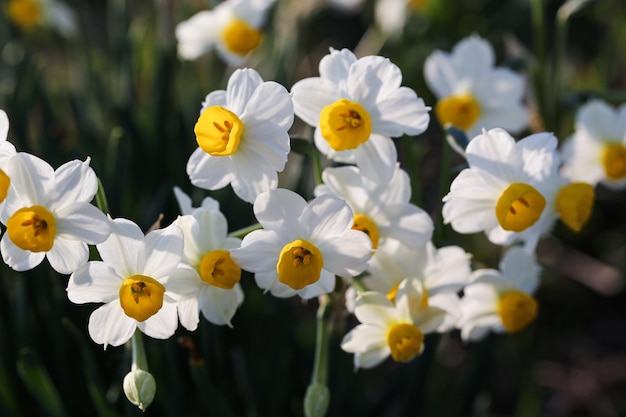 Close-up of white daisy flowers