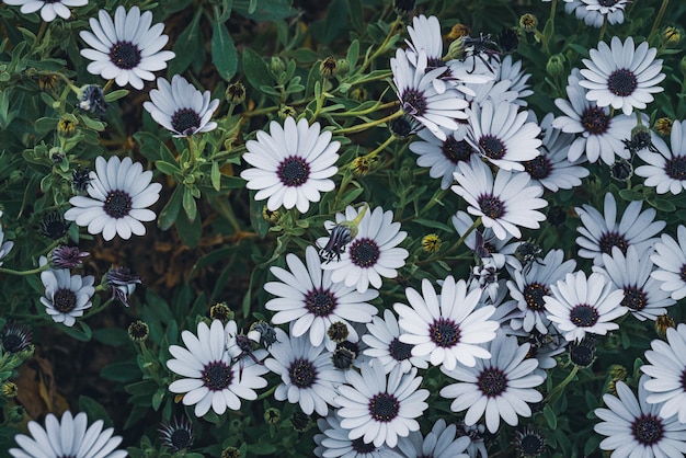 Close-up of white daisy flowers