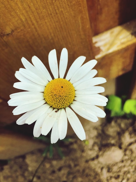 Photo close-up of white daisy