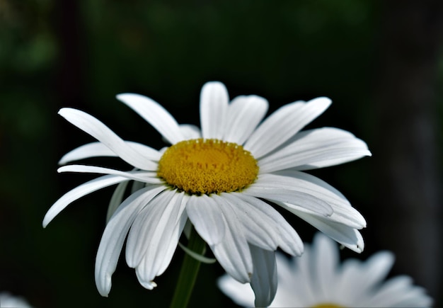 Close-up of white daisy