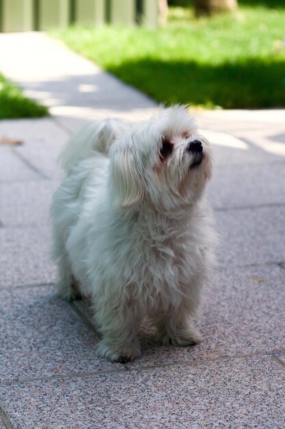 Photo close-up of white dog