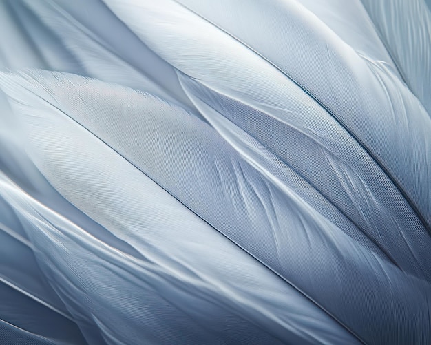 a close up of a white feather with the word  the  e  on it