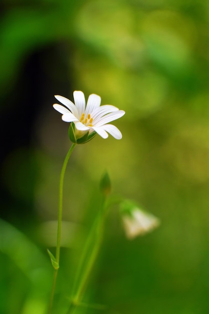 Close-up of white flower blooming outdoors