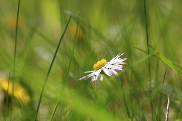 Close-up of white flower blooming outdoors