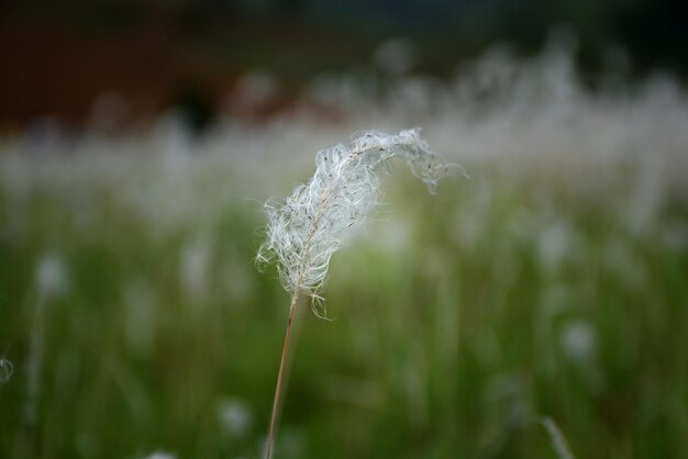 Photo close-up of white flower on field