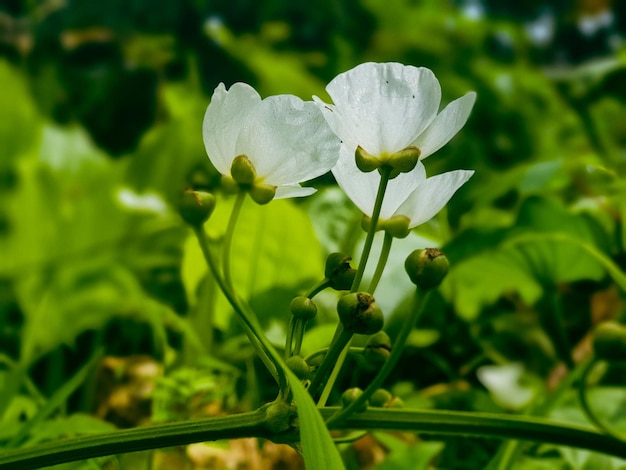 Close up of white flower in the garden background beautiful nature toning spring nature design