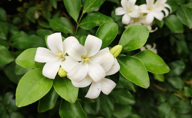 A close up of a white flower with green leaves