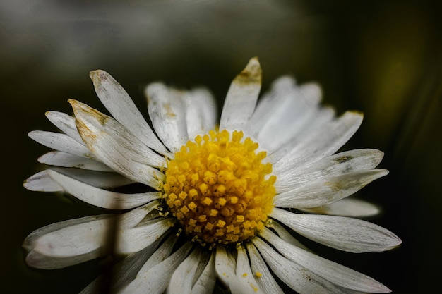 Close-up of white flower