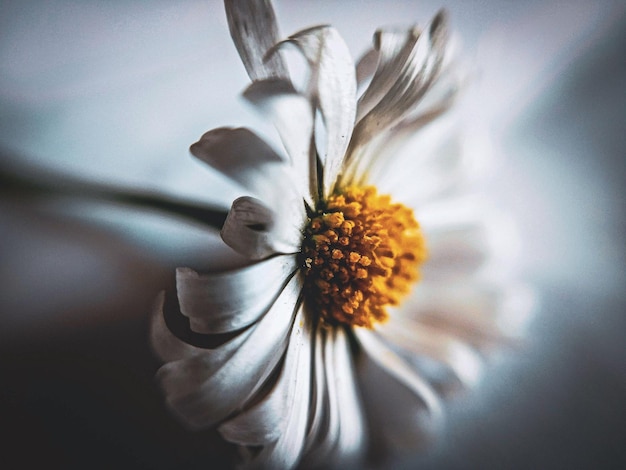 Photo close-up of white flower