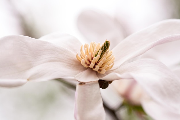 Photo close-up of white flower