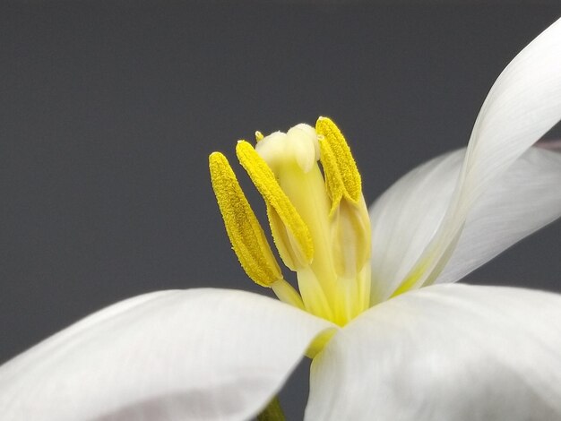 Close-up of white flowering plant against black background