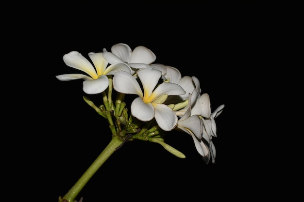 Photo close-up of white flowering plant against black background