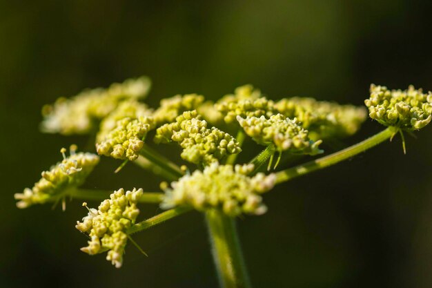 Photo close-up of white flowering plant against black background