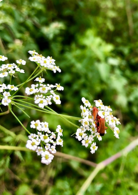 Photo close-up of white flowering plant with animal on field