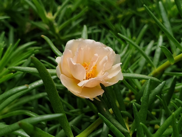 Photo close-up of white flowering plant