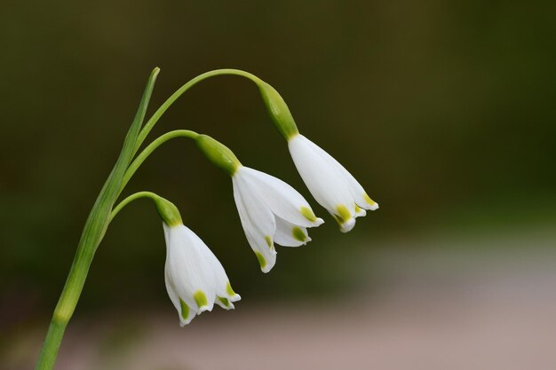 Photo close-up of white flowering plant