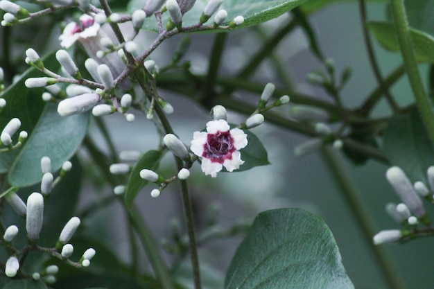 Close-up of white flowering plant