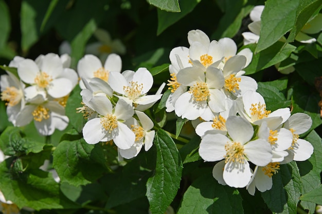 Close-up of white flowering plant