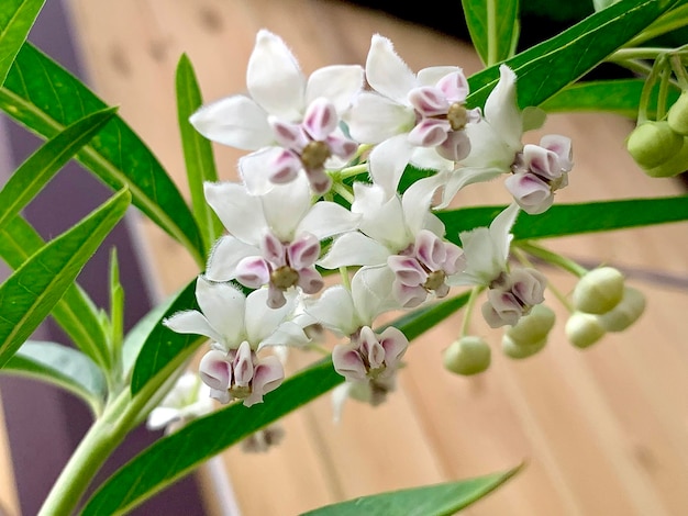 Close-up of white flowering plant