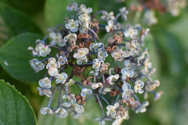 Photo close-up of white flowering plant