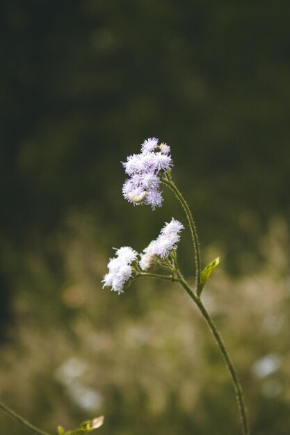 Photo close-up of white flowering plant