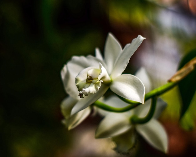 Close-up of white flowering plant