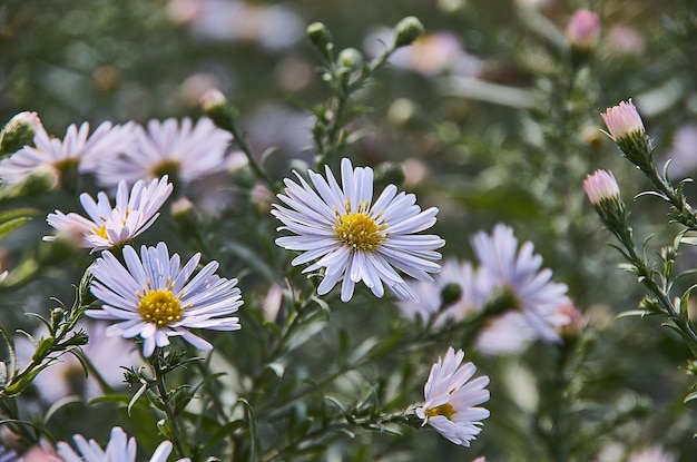 Close-up of white flowering plants