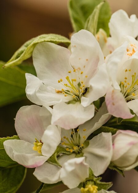 Close-up of white flowers blooming outdoors