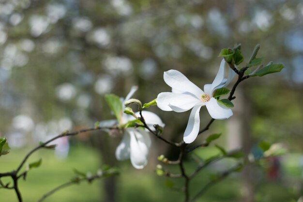 Close-up of white flowers blooming on tree