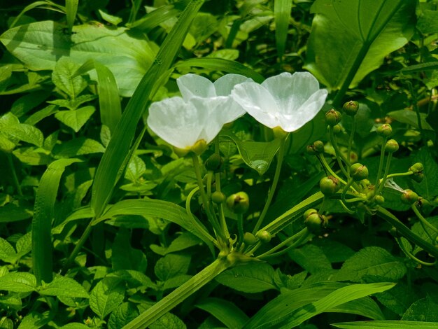 Close up of white flowers in the garden background beautiful nature toning spring nature design