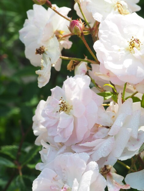 Photo a close up of white flowers with the word rose on it