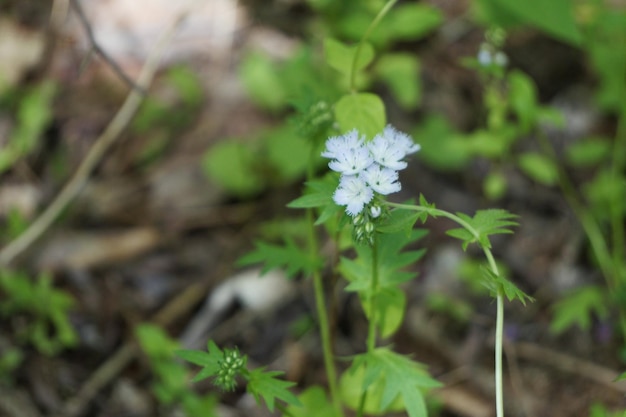 Close-up of white flowers