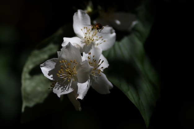 Photo close-up of white flowers