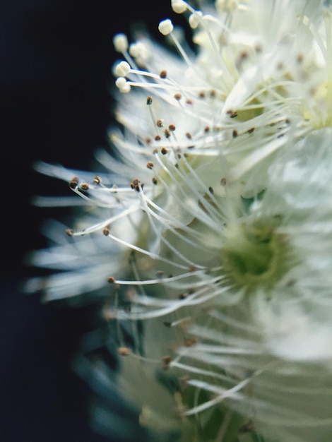 Photo close-up of white flowers