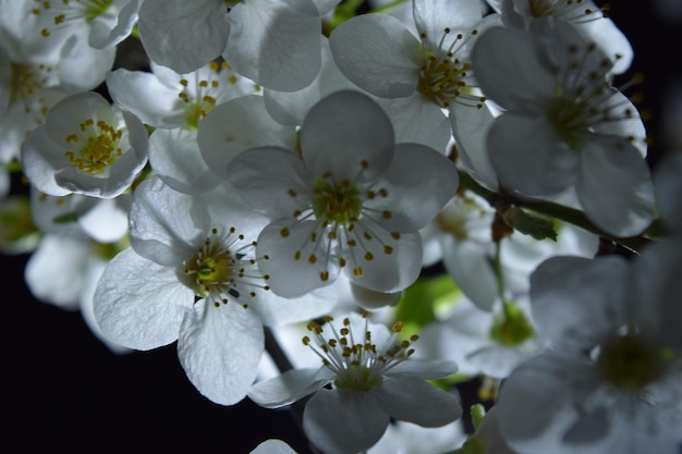 Close-up of white flowers