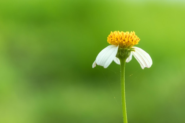 Close up of white grass flower with blurred nature background