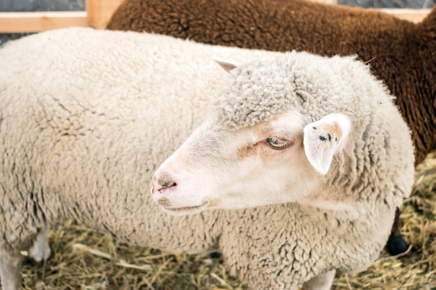 Close up of white gray sheep of the Romanov breed. Sheep in a pen with hay. Sheep breeding