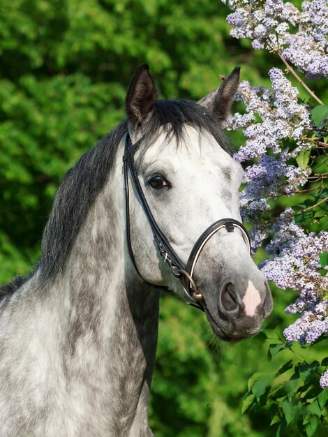 Photo close-up of white horse