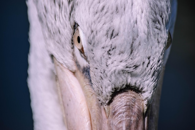 Photo close-up of white horse