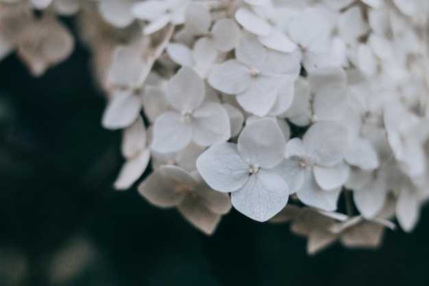 Photo close-up of white hydrangea