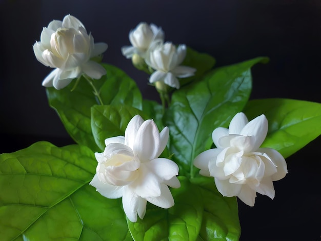 Close up of White jasmine Jasminum sambac or Arabian jasmine Grand Duke of Tuscany beautiful white flower and green leaves aroma