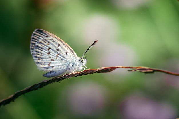 Close up White little butterfly on grass