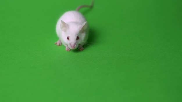 Photo close up white mouse in studio