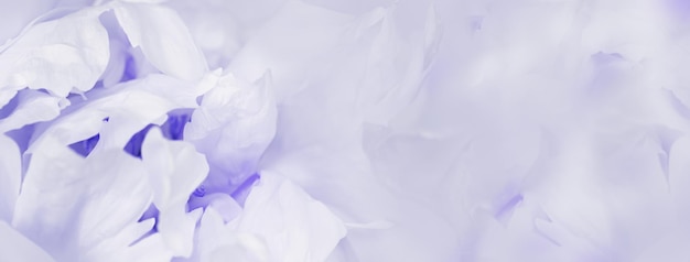 Close up white peony flower blur macro petals purple violet color beauty in nature natural flowery